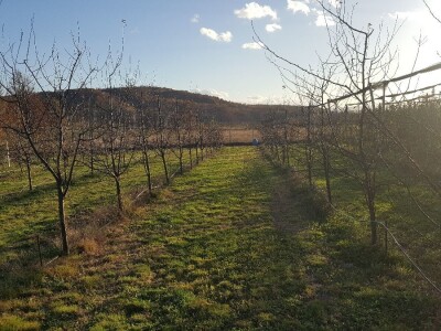 Novi zasadi Novi zasadi