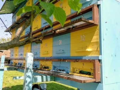 Novljanske pčelarke