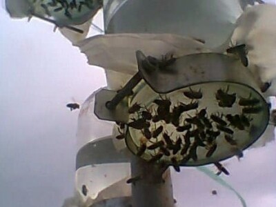 Novljanske pčelarke