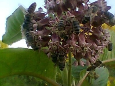 Novljanske pčelarke