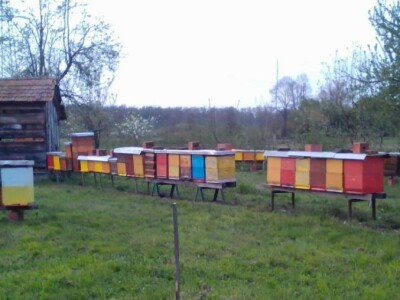 Novljanske pčelarke