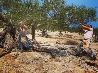 OPG Toni Gospodnetić - Pinka