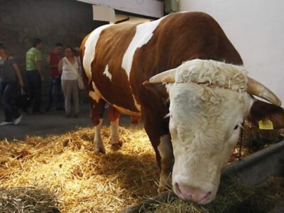 Novi Sad - međunarodni sajam poljoprivrede