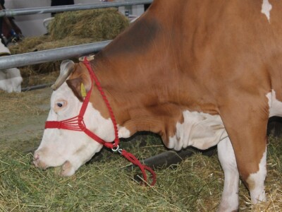 Simentalsko govedo Simentalsko govedo