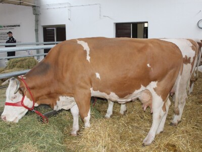 Simentalsko govedo Simentalsko govedo