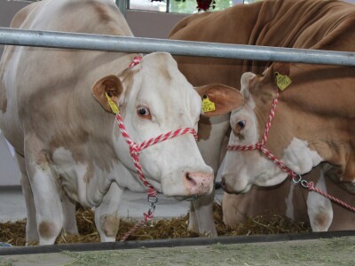 Izložba stoke iz Austije Izložba stoke iz Austije