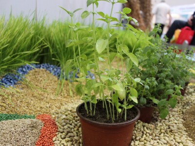 Detalj sa štanda, seme i sadnice