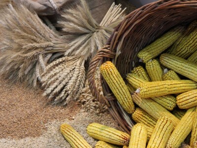 Kukuruz i pšenica