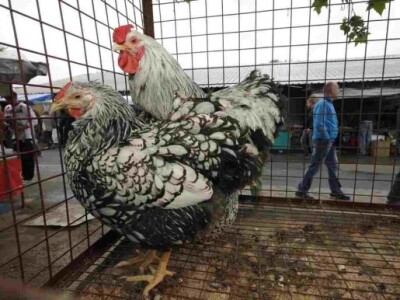 Novi Sad - međunarodni sajam poljoprivrede