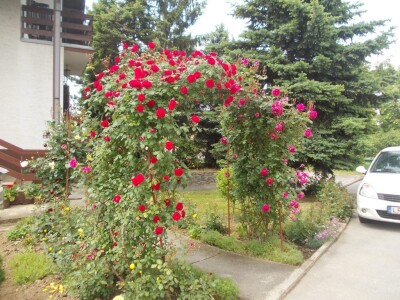Ruže i kod obiteljskog doma