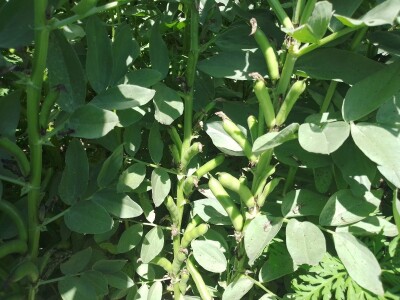 Otvorena tvornica za proizvodnju proteinskih izolata boba