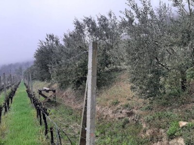 NYIOOC 2022 - Maslinovo ulje Vinarije obitelji Škegro po peti put za redom osvojilo zlatne medalje u New Yorku!! NYIOOC 2022 - Maslinovo ulje Vinarije obitelji Škegro po peti put za redom osvojilo zlatne medalje u New Yorku!!