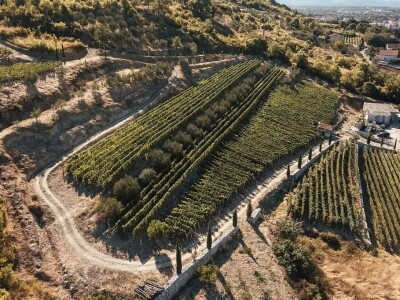 NYIOOC 2022 - Maslinovo ulje Vinarije obitelji Škegro po peti put za redom osvojilo zlatne medalje u New Yorku!! NYIOOC 2022 - Maslinovo ulje Vinarije obitelji Škegro po peti put za redom osvojilo zlatne medalje u New Yorku!!