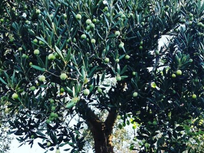 NYIOOC 2022 - Maslinovo ulje Vinarije obitelji Škegro po peti put za redom osvojilo zlatne medalje u New Yorku!! NYIOOC 2022 - Maslinovo ulje Vinarije obitelji Škegro po peti put za redom osvojilo zlatne medalje u New Yorku!!