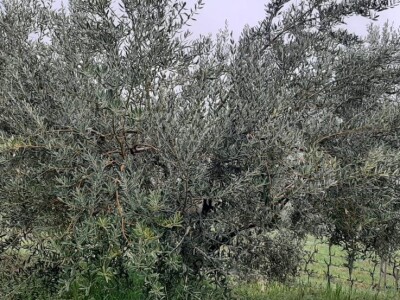 NYIOOC 2022 - Maslinovo ulje Vinarije obitelji Škegro po peti put za redom osvojilo zlatne medalje u New Yorku!! NYIOOC 2022 - Maslinovo ulje Vinarije obitelji Škegro po peti put za redom osvojilo zlatne medalje u New Yorku!!