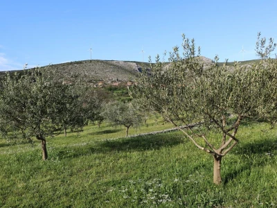 NYIOOC 2025:  Košarkaški trener osvojio zlato za svoje maslinovo ulje