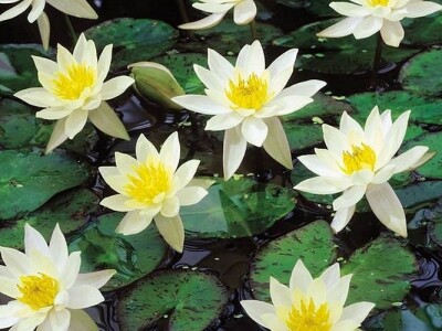 Bijeli lopoč Bijeli lopoč