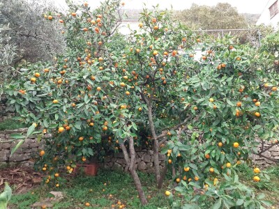 O poljoprivredi i selu - prof.dr.sc. Ivo Grgić