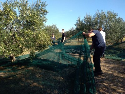 Oaza bioraznolikosti: Slavonka i Dalmatinac podigli nasade iz snova