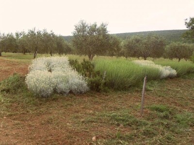 Oaza bioraznolikosti: Slavonka i Dalmatinac podigli nasade iz snova