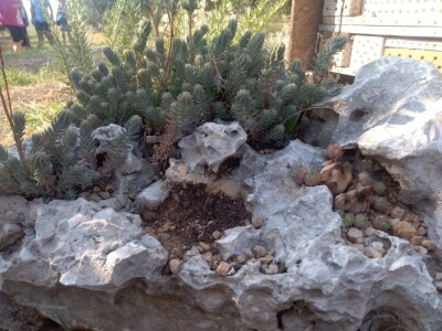 Oaza bioraznolikosti: Slavonka i Dalmatinac podigli nasade iz snova