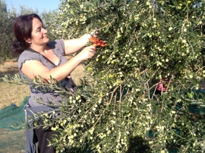 Oaza bioraznolikosti: Slavonka i Dalmatinac podigli nasade iz snova