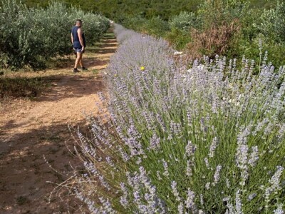 Oaza bioraznolikosti: Slavonka i Dalmatinac podigli nasade iz snova