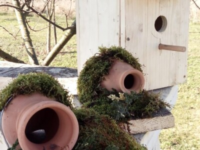 Oaza bioraznolikosti: Slavonka i Dalmatinac podigli nasade iz snova