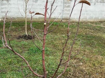 Obavezno sprovoditi zimsku rezidbu u prvoj godini po sadnji Obavezno sprovoditi zimsku rezidbu u prvoj godini po sadnji