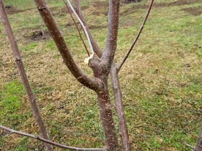 Obavezno sprovoditi zimsku rezidbu u prvoj godini po sadnji Obavezno sprovoditi zimsku rezidbu u prvoj godini po sadnji