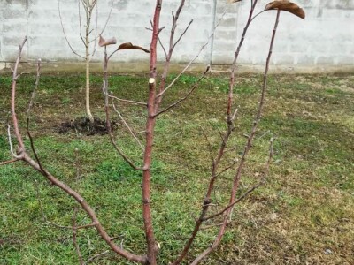 Obavezno sprovoditi zimsku rezidbu u prvoj godini po sadnji