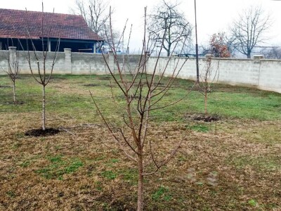 Obavezno sprovoditi zimsku rezidbu u prvoj godini po sadnji