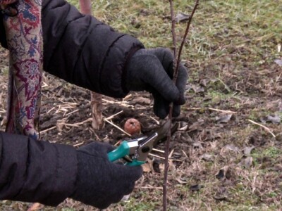 Obavezno sprovoditi zimsku rezidbu u prvoj godini po sadnji