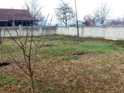 Obavezno sprovoditi zimsku rezidbu u prvoj godini po sadnji