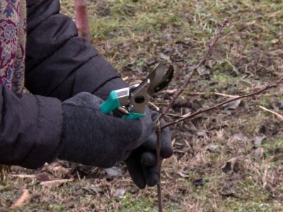 Obavezno sprovoditi zimsku rezidbu u prvoj godini po sadnji Obavezno sprovoditi zimsku rezidbu u prvoj godini po sadnji