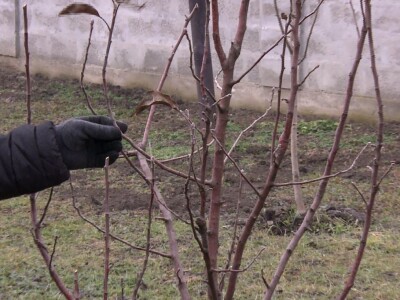Obavezno sprovoditi zimsku rezidbu u prvoj godini po sadnji Obavezno sprovoditi zimsku rezidbu u prvoj godini po sadnji