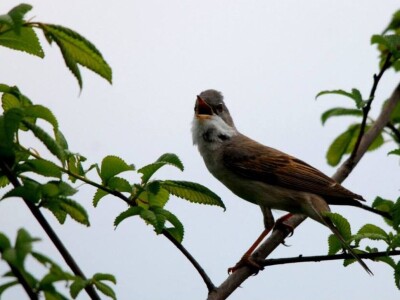 Ptice kao saveznici u poljoprivrednoj proizvodnji