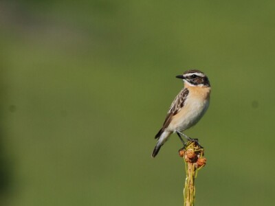 Ptice kao saveznici u poljoprivrednoj proizvodnji