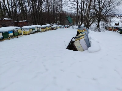 Obilan snijeg prevrnuo košnice sa pčelama