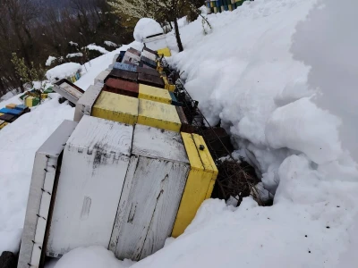 Obilan snijeg prevrnuo košnice sa pčelama