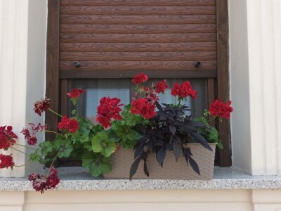 Obitelj Ćorić iz Iloka