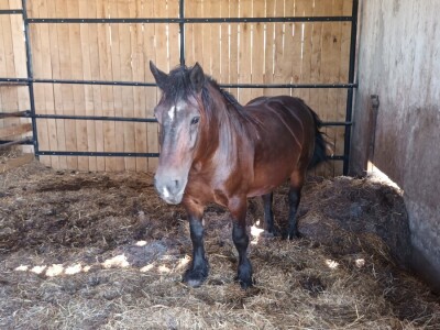 Obitelj Ćorić iz Iloka