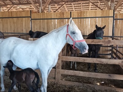 Obitelj Ćorić iz Iloka