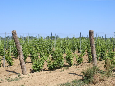 Obitelj Ćorić iz Iloka