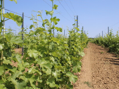 Obitelj Ćorić iz Iloka