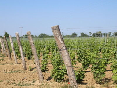 Obitelj Ćorić iz Iloka