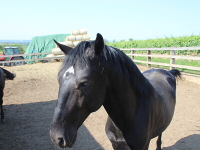 Obitelj Ćorić iz Iloka