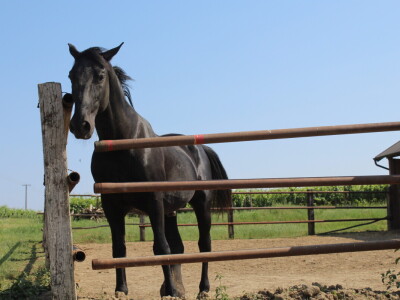 Obitelj Ćorić iz Iloka