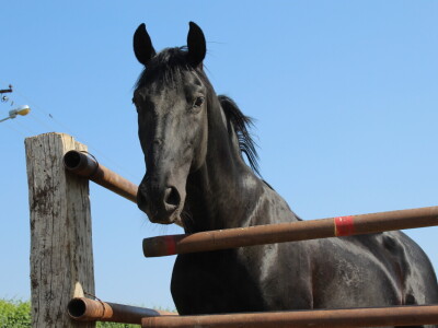 Obitelj Ćorić iz Iloka