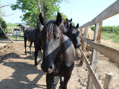 Obitelj Ćorić iz Iloka